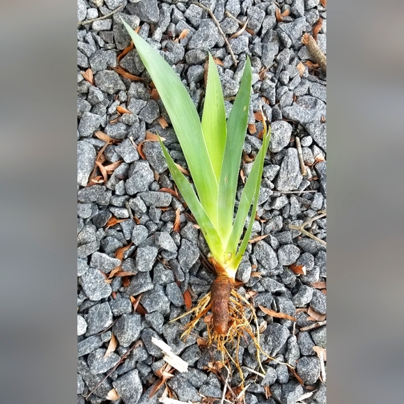 5 for 15$ Bearded Iris Rhizomes - Purple - Picture 7 of 14